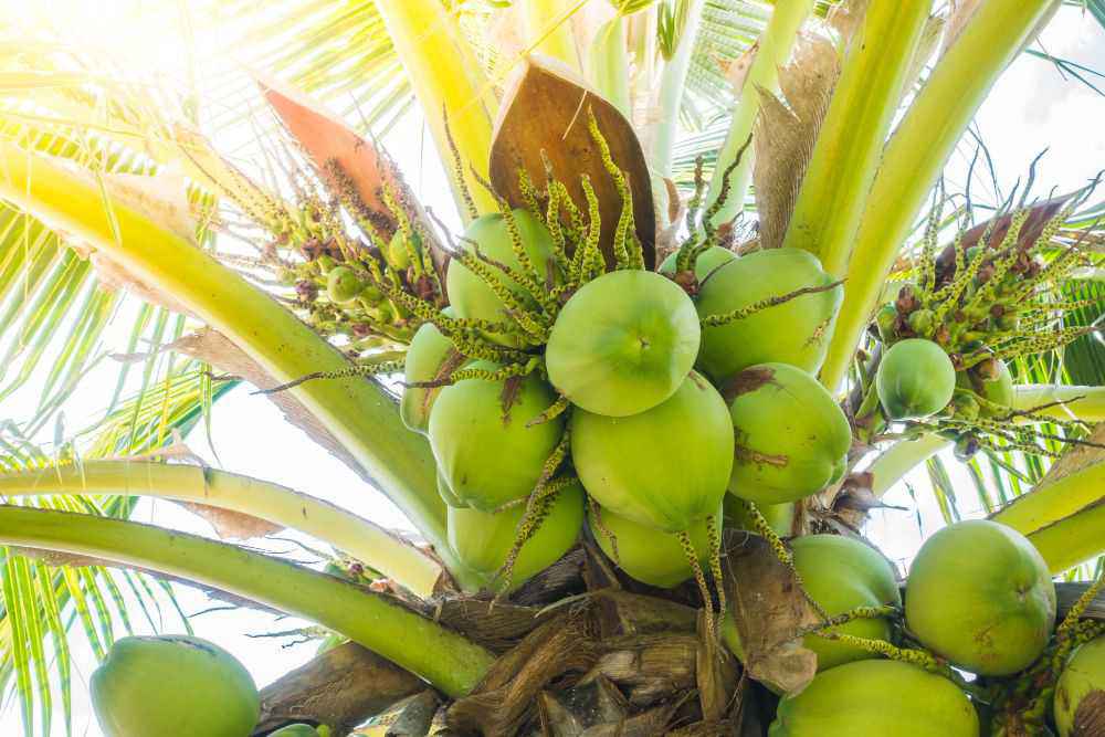 palm-tree-with-coconuts